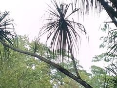 Beaucarnea