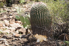 Ferocactus peninsulae