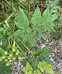 Angelica triquinata