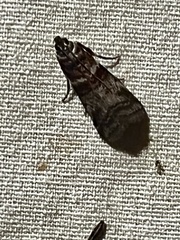Sciota uvinella