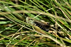 Omocestus viridulus