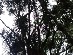 Beaucarnea