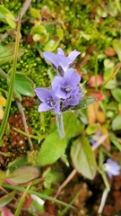 Veronica wormskjoldii