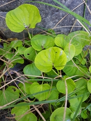 Viola palustris
