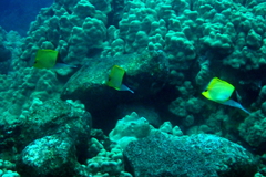 Forcipiger longirostris