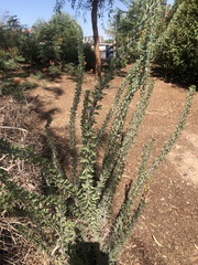 Fouquieriaceae