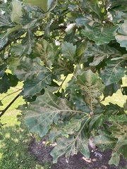 Quercus bicolor