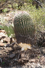 Ferocactus peninsulae