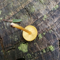 Pholiotina rugosa
