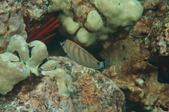 Chaetodon multicinctus