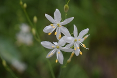 Anthericum liliago