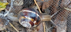 Helix lucorum