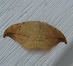 Drepana arcuata