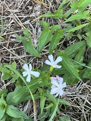 Caryophyllaceae