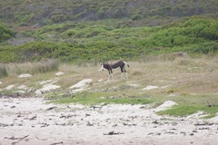 Damaliscus pygargus pygargus