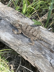 Phrynosoma hernandesi