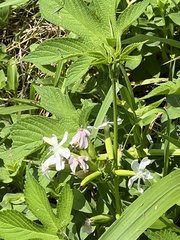 Caryophyllaceae