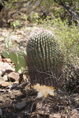 Ferocactus peninsulae