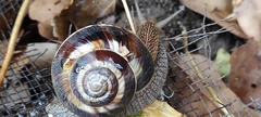 Helix lucorum