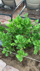 Scaevola taccada