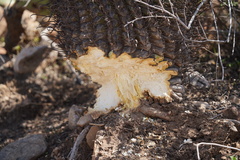 Ferocactus peninsulae