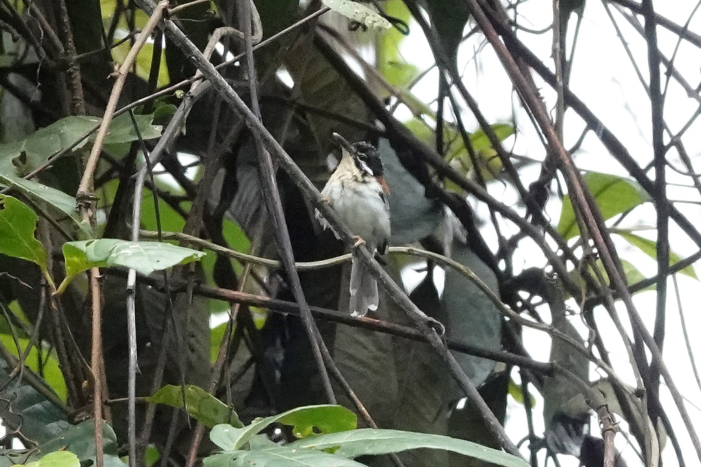 Wallace's Fairywren