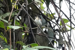 Wallace's Fairywren photo 1