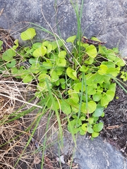 Viola palustris