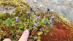 Veronica wormskjoldii