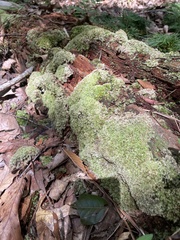 Leucobryum glaucum