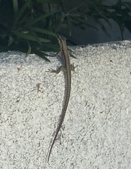 Podarcis siculus