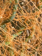 Cuscuta