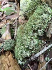 Leucobryum glaucum
