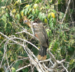 Opisthocomus hoazin