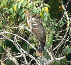 Opisthocomus hoazin