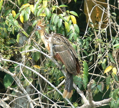 Opisthocomus hoazin