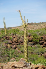 Fouquieria columnaris
