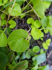 Viola palustris
