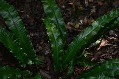 Asplenium scolopendrium scolopendrium
