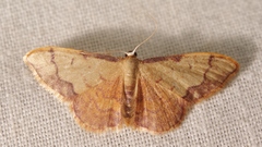Idaea ostrinaria