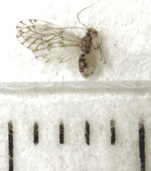 Lobocaecilius monicus