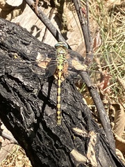 Ophiogomphus severus