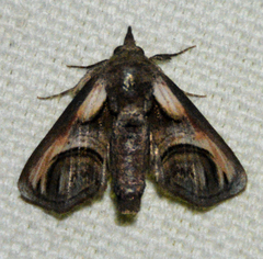 Paectes oculatrix
