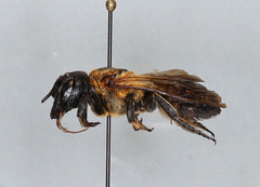Megachile sculpturalis