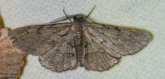 Iridopsis vellivolata