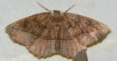 Eutrapela clemataria