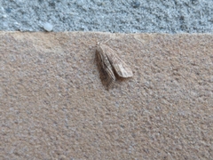 Parapoynx stratiotata