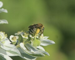 Melissodes comptoides