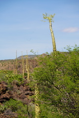 Fouquieria columnaris