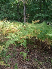 Tanacetum corymbosum